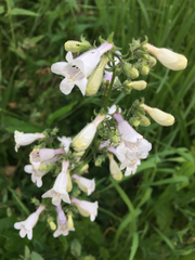 Penstemon hirsutus
