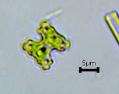 Desmidiaceae