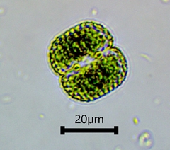 Cosmarium punctulatum