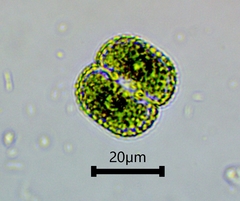 Cosmarium punctulatum