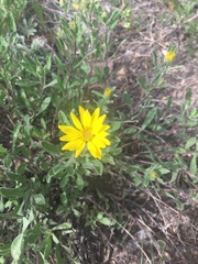 Heterotheca resinolens