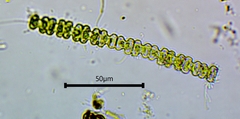 Desmidiaceae