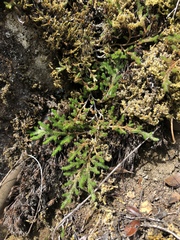 Selaginella wallacei