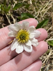 Anemone drummondii