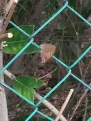 Arhopala bazalus