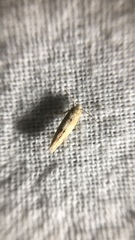 Coleotechnites coniferella