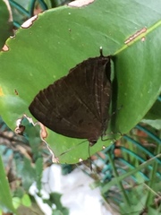 Arhopala bazalus