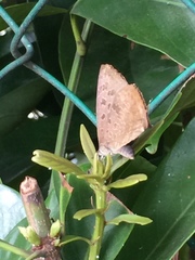 Arhopala bazalus