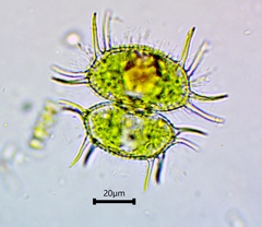 Xanthidium antilopaeum