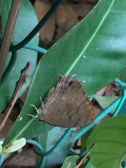 Arhopala bazalus