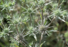 Eryngium petiolatum