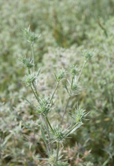 Eryngium petiolatum