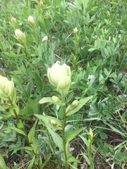 Castilleja septentrionalis