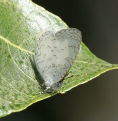 Spalgis lemolea lemolea