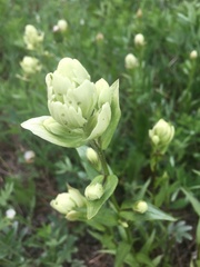 Castilleja septentrionalis