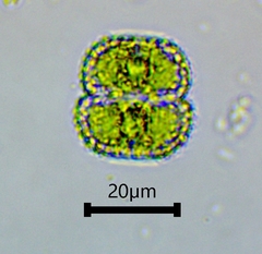 Cosmarium punctulatum