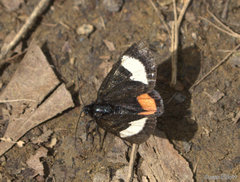 Psychomorpha epimenis