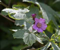 Rubus odoratus odoratus