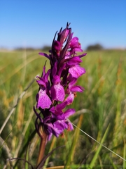 Dactylorhiza majalis