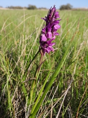 Dactylorhiza majalis