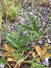 Potentilla litoralis