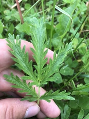 Potentilla litoralis