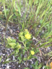Potentilla litoralis