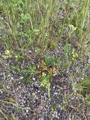 Potentilla litoralis