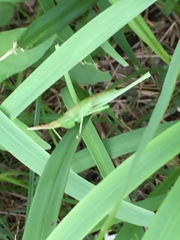 Acrida cinerea