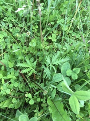 Potentilla litoralis