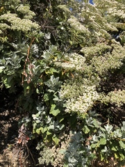 Eriogonum giganteum