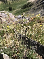 Artemisia scopulorum