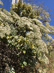 Eriogonum giganteum
