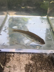 Notropis dorsalis