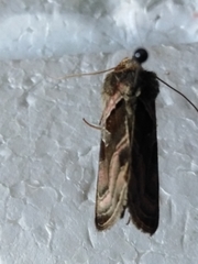 Euchalcia variabilis