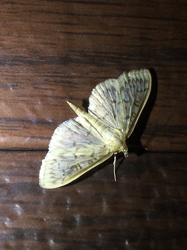 Zigzag Herpetogramma Moth photo 3
