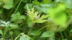 Lygropia