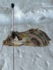 Euchalcia variabilis