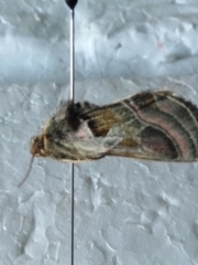 Euchalcia variabilis