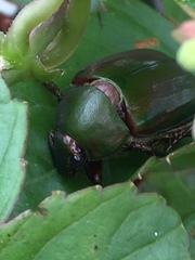 Anomala albopilosa albopilosa
