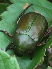Anomala albopilosa albopilosa