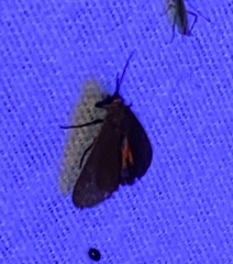 Virbia laeta
