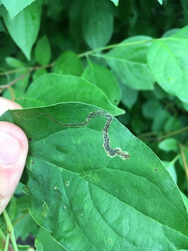 Dogwood leaf-mining fly photo 5