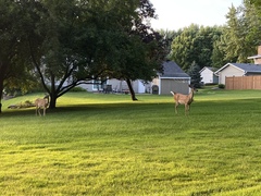 Odocoileus virginianus