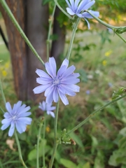 Cichorium intybus