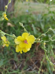 Verbascum sinuatum