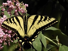 Papilio rutulus