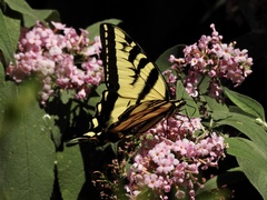 Papilio rutulus