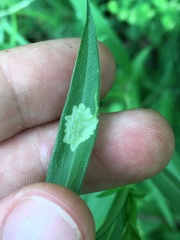 Calycomyza promissa