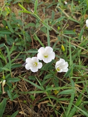 Convolvulus arvensis